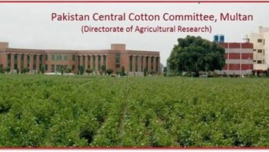 Photo of پاکستان سنٹرل کاٹن کمیٹی(پی سی سی سی) کی زرعی تحقیقاتی کمیٹی کا سالانہ دو روزہ اجلاس جمعرات سے شروع ہوگا