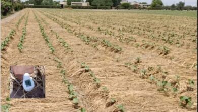 Photo of کپاس کی کم پیداواری لاگت اور ماحول دوست نئی ٹیکنالوجی متعارف کرادی گئی