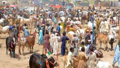 Photo of ملتان: شہریوں کی سہولت کے لئے ضلع میں چھ عارضی مویشی منڈیاں سجا دی گئیں