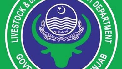 Photo of تحصیل جلالپور پیر والہ میں اونٹوں کا عالمی دن منایا گیا