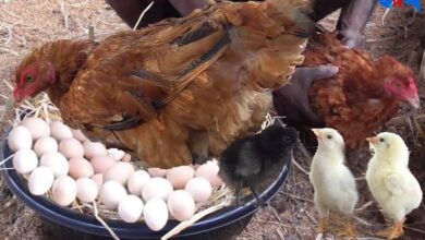 Photo of پرائس کنٹرول مجسٹریٹس کو پولٹری کی قیمتیں نیچے لانے کا خصوصی ٹاسک دے دیا گیا