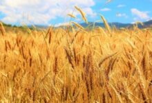 Photo of روس سے گندم کی خریداری؛ حکومت متحرک ہوگئی