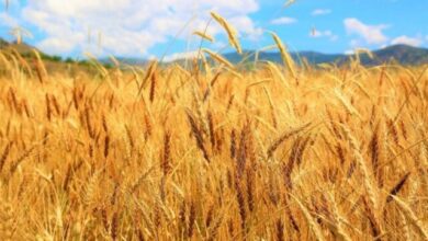 Photo of روس سے گندم کی خریداری؛ حکومت متحرک ہوگئی