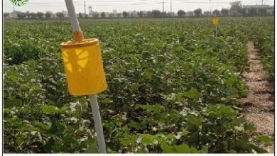 Photo of سفید مکھی کے کنٹرول کے لئے کاشتکار پیلے رنگدار چپکنے والے پھندوں کا استعمال کریں: ڈاکٹر زاہد محمود