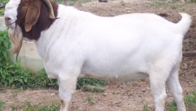Photo of جانوروں کی آن لائن خریداری اور قربانی  کے رجحان میں اضافہ