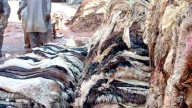 Photo of کھالوں کا کاروبار کرنے والوں کے اجازت ناموں کی چیکنگ