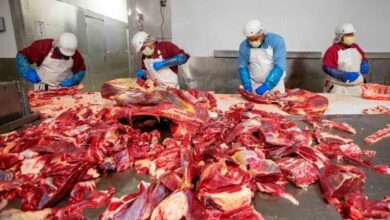 Photo of 12 مقامات پر اجتماعی قربان گاہیں قائم