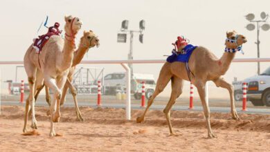 Photo of سعودی خواتین بھی اونٹ ریس میں شریک ہوگئیں