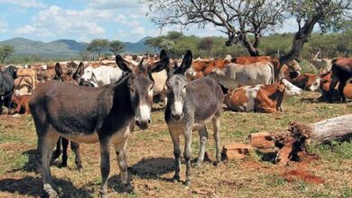Photo of گدھوں کا پہلا سرکاری فارم تیار کر لیا گیا