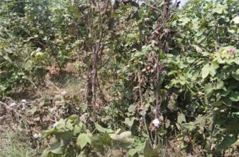 Photo of کپاس کی فصل میں مرجھاؤ کی بیماری کا بروقت تدارک نہایت ضروری ہے: ڈاکٹر زاہد محمود