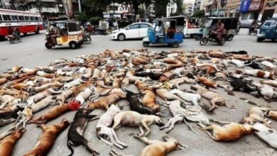 Photo of ملتان میں آوارہ کتوں کے خلاف مہم تیز ،353 ہلاک