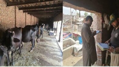 Photo of غیر قانونی بھانہ جات کیخلاف کریک ڈاؤن