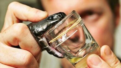 Photo of سانپ کا زہر کورونا کو روکے گا؟