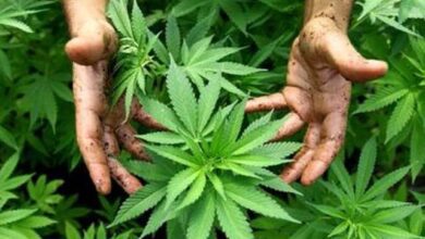 Photo of بھنگ کے ایک بیچ کی قیمت 12 ڈالر: حکومت نے تیار کرنے کا اعلان کردیا