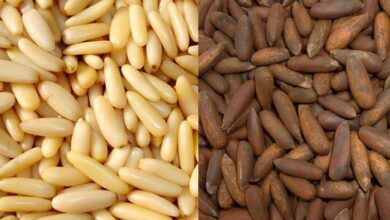 Photo of چلغوزے سستے ہوگئے