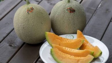 Photo of یوباری میلن:دنیا کے مہنگے ترین پھل کی فی کلو قیمت کیا ہے؟؟؟