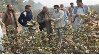 Photo of ڈائریکٹر پی ایس ڈی پیِِ پاکستان ایگریکلچرل ریسرچ کونسل کا سی سی آر آئی ملتان کا دورہ