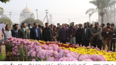 Photo of ملتان : گلِ داؤدی کی سالانہ نمائش شروع ہوگئی