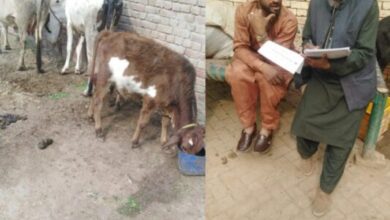 Photo of شاہراہوں اور گلیوں میں  گندگی پھیلانے والوں کے خلاف قانونی کاروائی کا آغاز