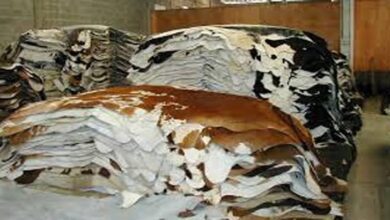 Photo of قربانی کی کھالیں اکھٹی کرنے پر پابندی